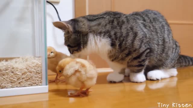 Kitten lives with a little chick