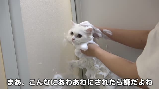 Baby Cats - Cute and Funny Cat Videos Compilation #5 | animalsjoy