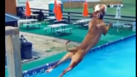 3 top dog 🐶🐕 training videos