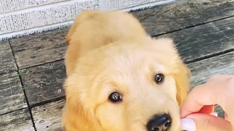 SMART DOG CHECK HER BABY DNA || PUPPY IS HER OR NOT A FATHER OF CHILD