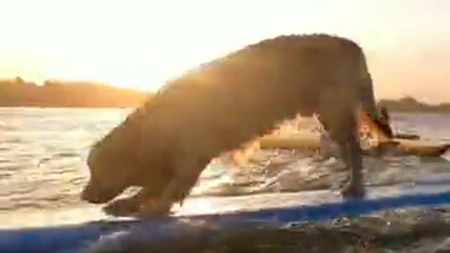 Dog surfing with surfing boat in beach 🐕🐕‍🦺🐶 | Dog videos Animal lover