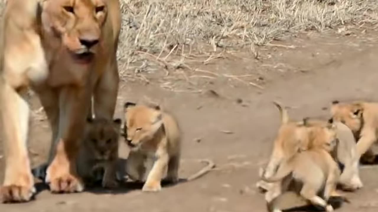 Cute baby lion 🦁 2