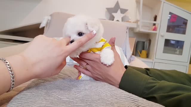 Puppy's Early Days | Cute Compilation