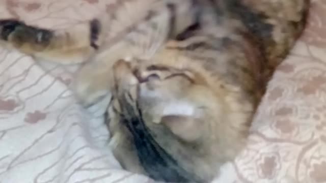 Little Maine Coon plays with a ball