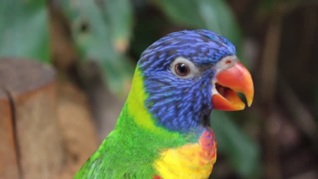 Beautiful Colorful Parrot #1