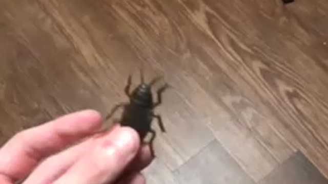 Here’s a bug.