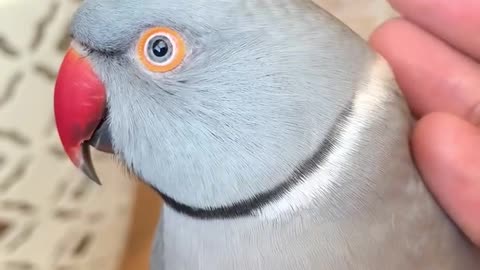 Sweet parrot asks owner if he’s being a good boy | Funny animal video |
