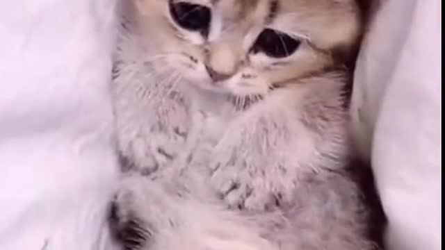 The kitten doesn't know it's shedding hair, it just wants to rub against you