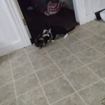 Innocent Kitty Play