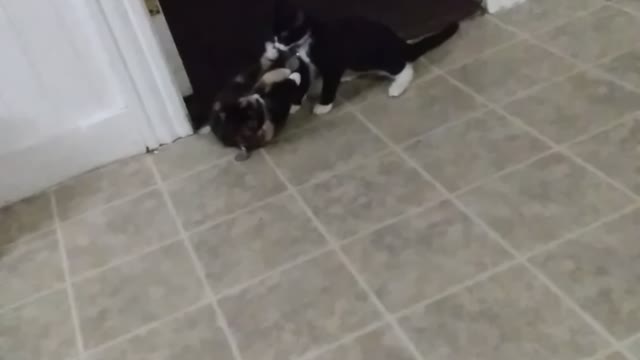 Innocent Kitty Play