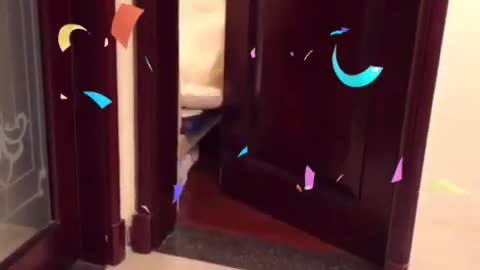 This innocent and lovely dog