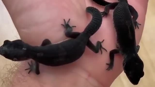 Cute lizards