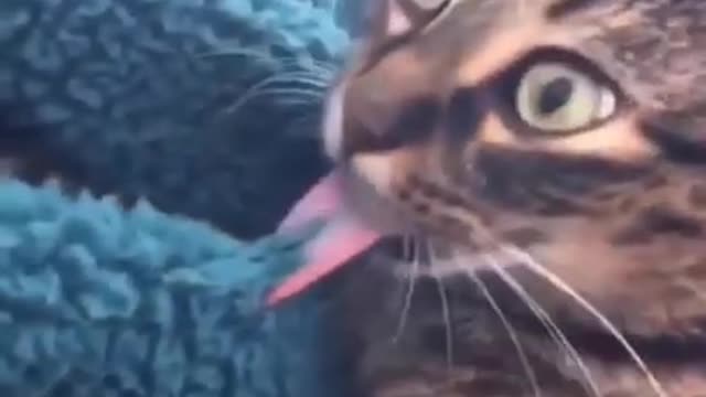 Cats and dogs _ cats meowing _ cats funny videos #shorts