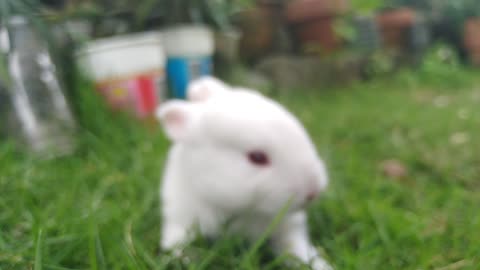 Cute 1 Month Old Rabbit