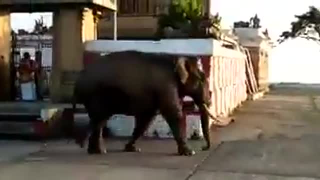 Elephant on temple