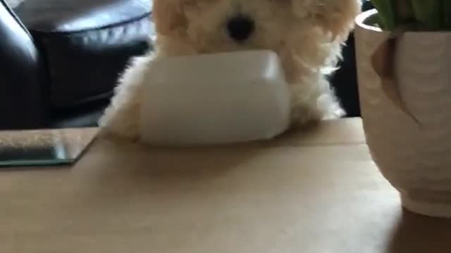 Dog flips over tupperware