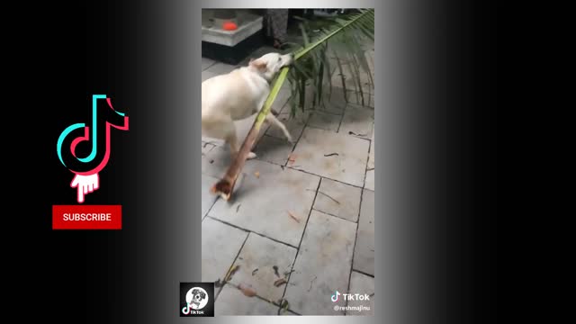 These cute little animals messing around .Funny tictok vidio