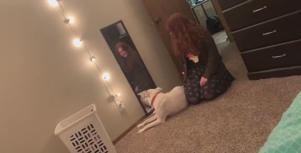 This bewildered pup gets confused by his reflection in the mirror