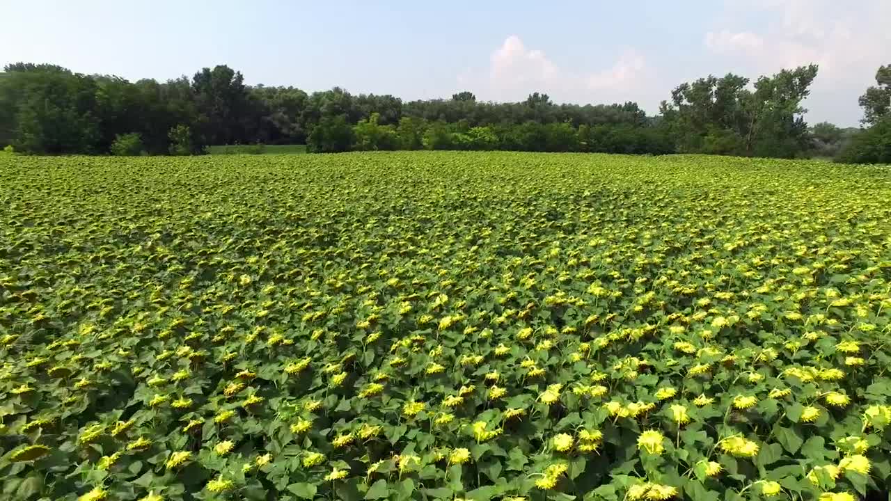 Field of sunflowers in nature on a sunny day