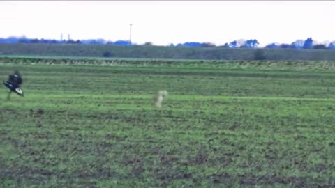 This rabbit is so handsome, it saved its life