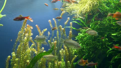 Fish Aquarium