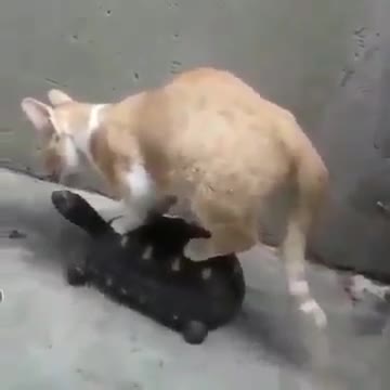 Funny clip of a cat and a turtle