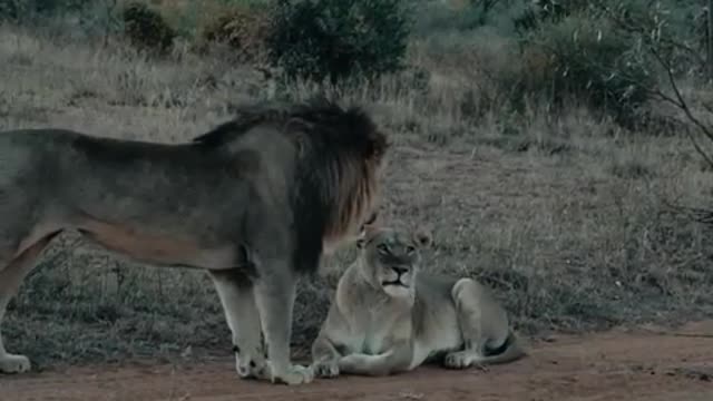 True love between Lions