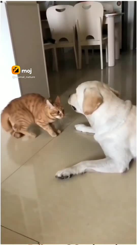 Funny Cat And Dog