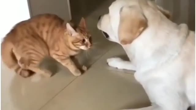 Funny Cat And Dog