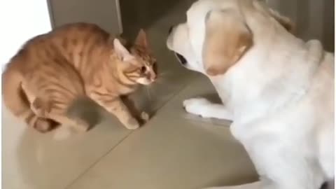 Funny Cat And Dog