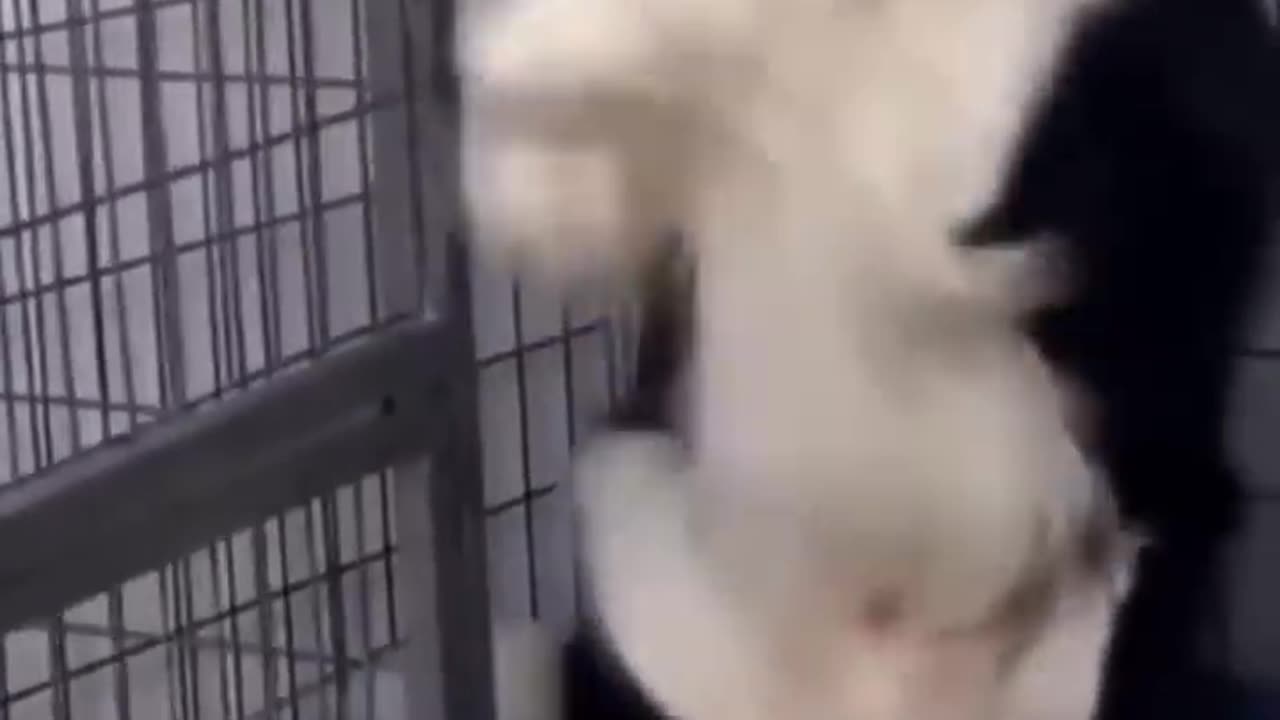 Funny animal video