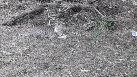 Cat vs scoliid wasps