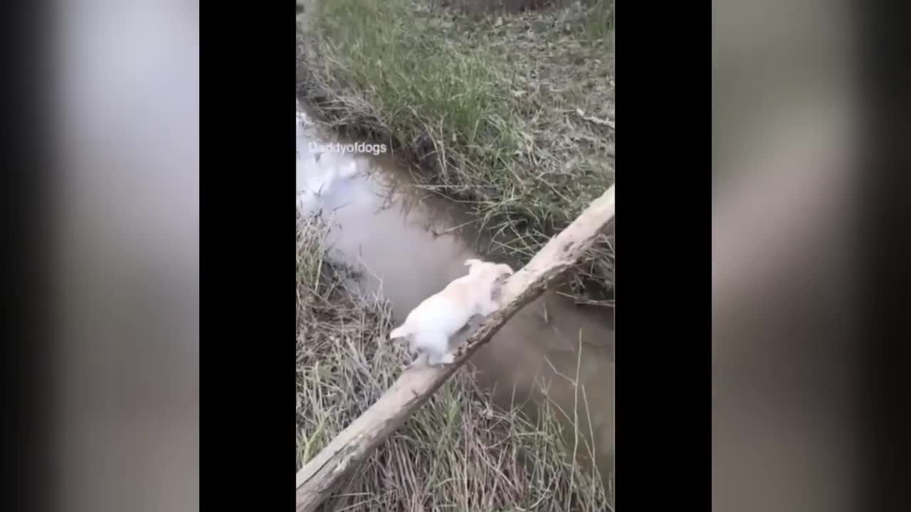 😻 Smart And Cute Animals 🐶 _ Funny And Crazy Animals Compilation