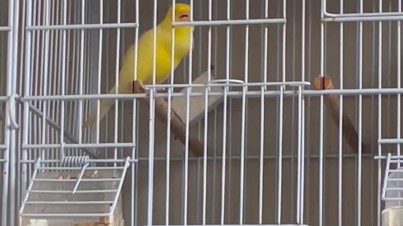 My Canary Singing