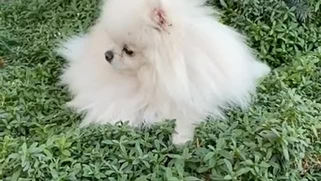 สุนัข,funny animal,cute dog,funny animals,funny animal videos,cute dogs