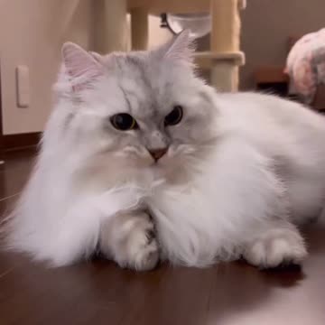 So cute cat 😺 funny video |Funny animal videos| try not to laugh