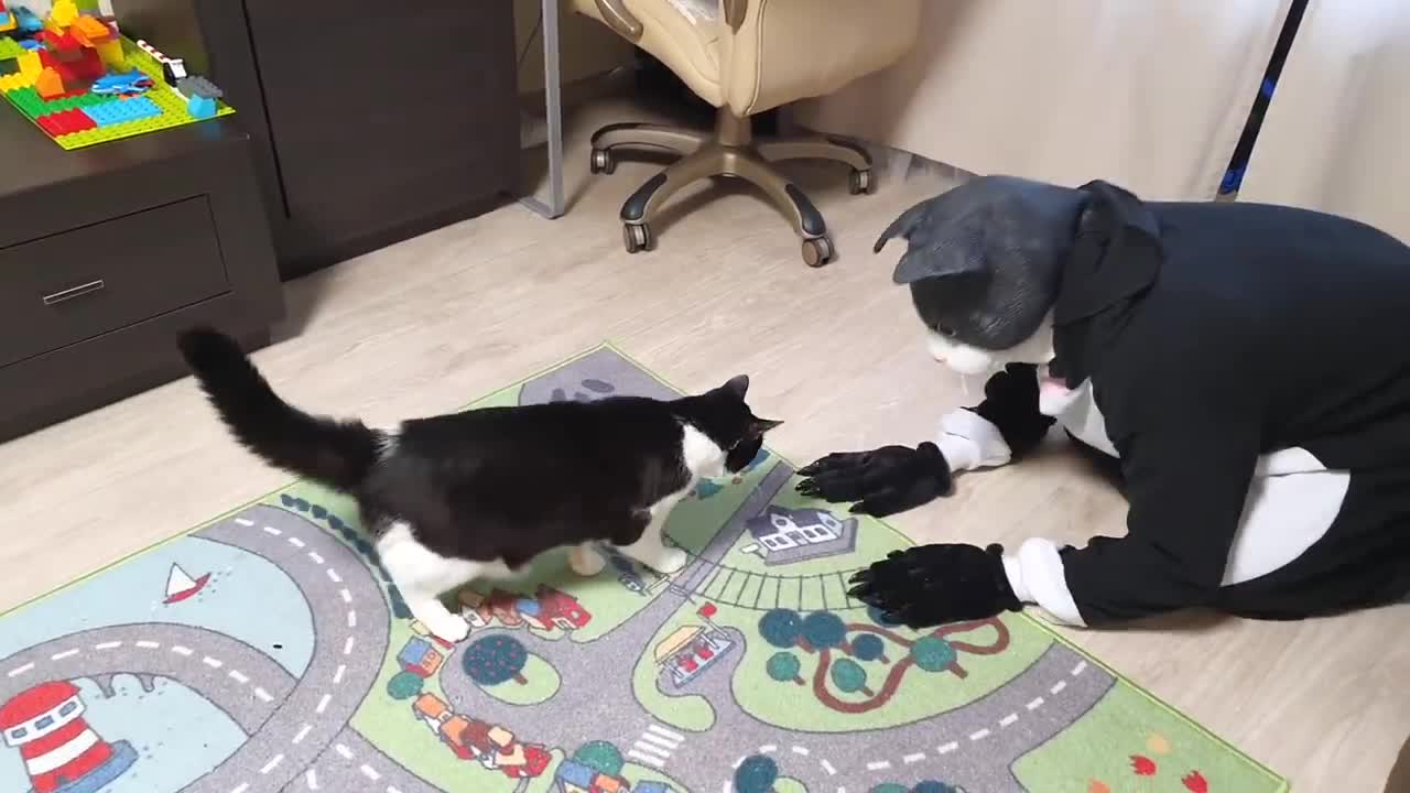 cat pranked with big mask cat😂