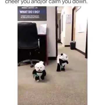 Dogs - pandas