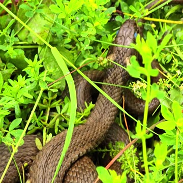 Beautiful snake in a meadow next to a river / beautiful reptile in nature.