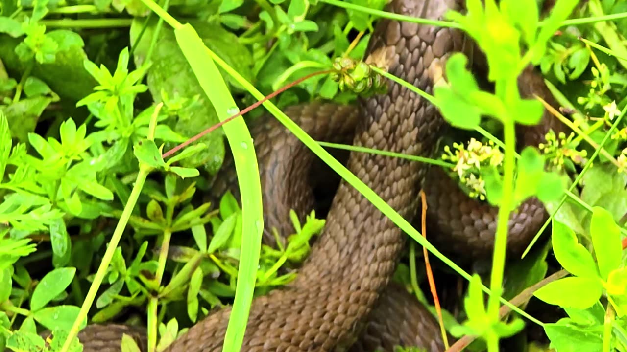 Beautiful snake in a meadow next to a river / beautiful reptile in nature.