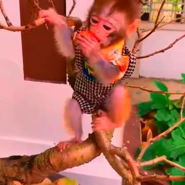 Adorable Monkeys, cute monkey, baby monkey, lovely monkey #9