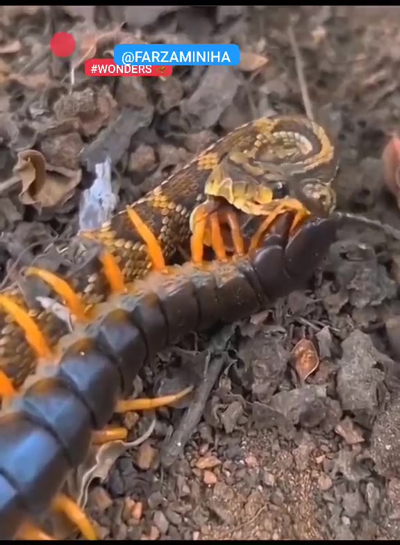 جنگ بین هزار پا و مار