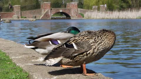 Dog chases away ducks by pond