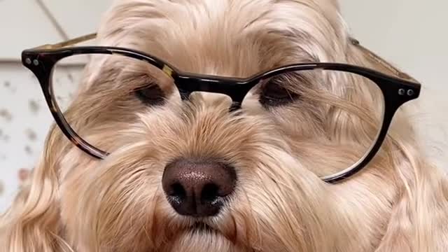 funny dogs videos