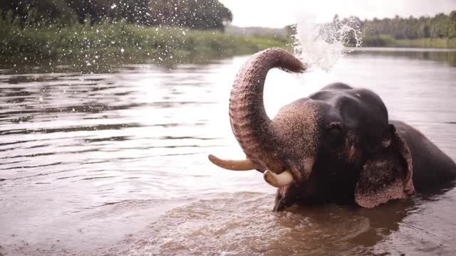 A wonderful élephant swims in a lake in a beautiful area