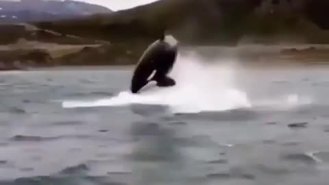 This is a beautiful and charming water-dwelling species