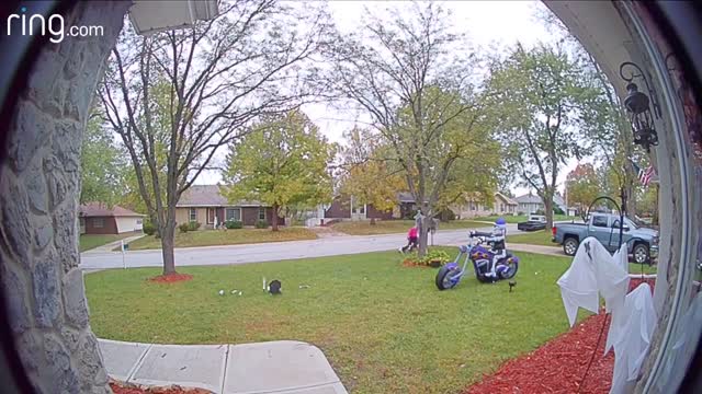 Caught on Ring Doorbell! - Dogs drag angry woman across yard 😆