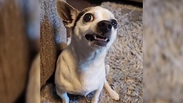 Very funny pets / animal videos