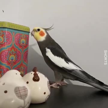 WATCH : Parrot singing and dancing then eating and enjoying nature 🎶 ❤️