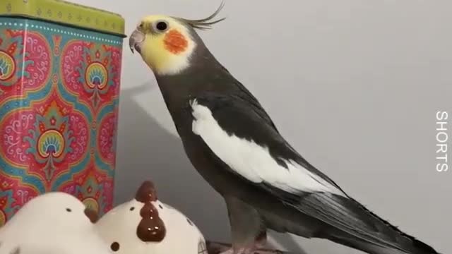 WATCH : Parrot singing and dancing then eating and enjoying nature 🎶 ❤️